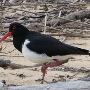 Haematopus longirostris at Mogareeka, NSW - suppressed