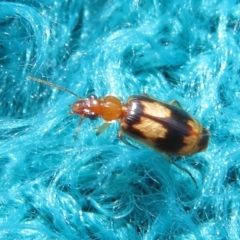 Trigonothops sp. (genus) (Bark carab beetle) at Flynn, ACT - 11 Oct 2020 by Christine