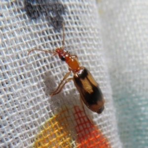 Trigonothops sp. (genus) at Flynn, ACT - 11 Oct 2020