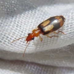 Trigonothops sp. (genus) at Flynn, ACT - 11 Oct 2020