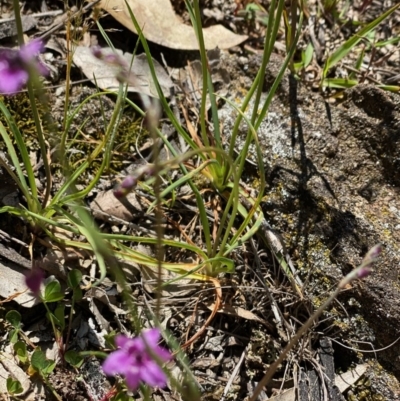 Romulea rosea var. australis (Onion Grass) at Goorooyarroo NR (ACT) - 11 Oct 2020 by KL