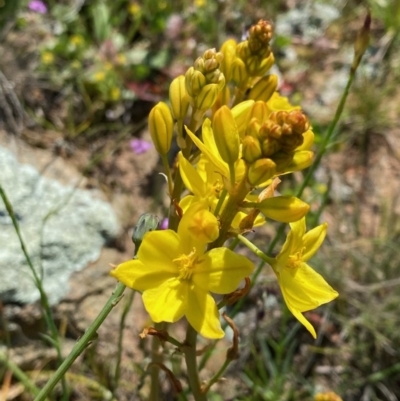 Bulbine bulbosa (Golden Lily) at Goorooyarroo NR (ACT) - 11 Oct 2020 by KL