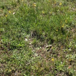 Bulbine bulbosa at Forde, ACT - 11 Oct 2020 11:51 AM