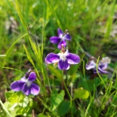 Viola betonicifolia (Mountain Violet) at Forde, ACT - 11 Oct 2020 by mlech