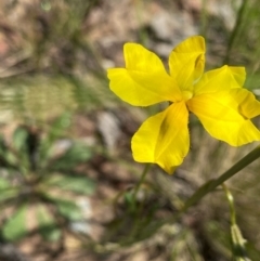 Goodenia pinnatifida (Scrambled Eggs) at Goorooyarroo NR (ACT) - 11 Oct 2020 by KL