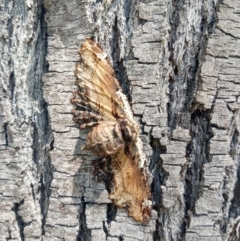 Pholodes sinistraria (Sinister or Frilled Bark Moth) at Wollondilly Local Government Area - 11 Oct 2020 by LyndalT