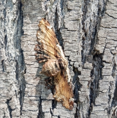 Pholodes sinistraria (Sinister or Frilled Bark Moth) at Oakdale, NSW - 11 Oct 2020 by LyndalT