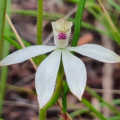 Caladenia moschata (Musky Caps) at Black Mountain - 7 Oct 2020 by Philip