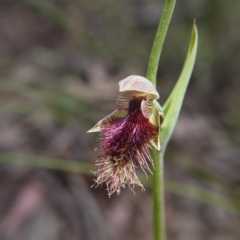 Calochilus platychilus (Purple Beard Orchid) at Downer, ACT - 11 Oct 2020 by ClubFED