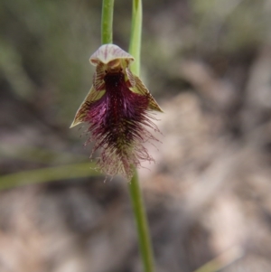 Calochilus platychilus at Downer, ACT - suppressed