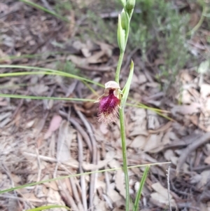 Calochilus platychilus at Downer, ACT - suppressed