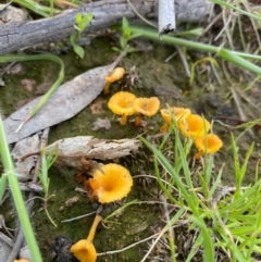 Lichenomphalia chromacea (Yellow Navel) at Goorooyarroo NR (ACT) - 11 Oct 2020 by KL