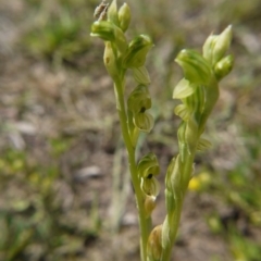 Hymenochilus bicolor (ACT) = Pterostylis bicolor (NSW) (Black-tip Greenhood) at Downer, ACT - 11 Oct 2020 by ClubFED