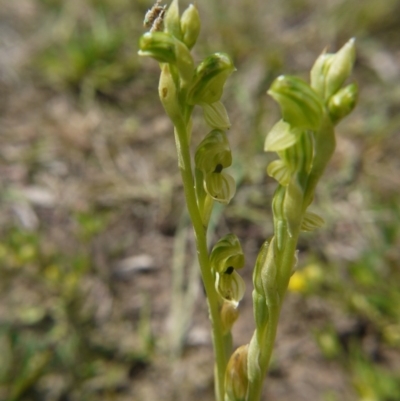 Hymenochilus bicolor (ACT) = Pterostylis bicolor (NSW) (Black-tip Greenhood) at Downer, ACT - 11 Oct 2020 by ClubFED