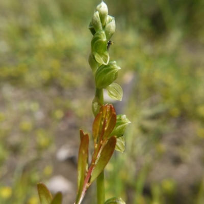 Hymenochilus bicolor (Black-tip Greenhood) at Downer, ACT - 11 Oct 2020 by ClubFED
