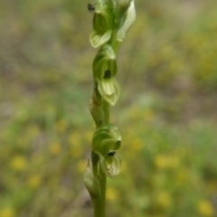 Hymenochilus bicolor (ACT) = Pterostylis bicolor (NSW) at Downer, ACT - suppressed