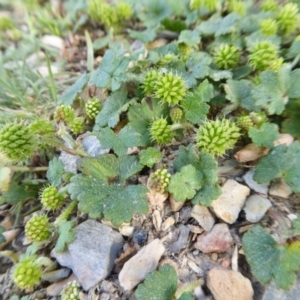 Hydrocotyle laxiflora at Yass River, NSW - 10 Oct 2020