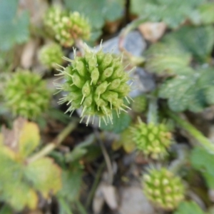 Hydrocotyle laxiflora at Yass River, NSW - 10 Oct 2020