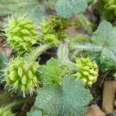 Hydrocotyle laxiflora at Yass River, NSW - 10 Oct 2020