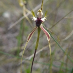 Caladenia atrovespa (Green-comb Spider Orchid) at Downer, ACT - 11 Oct 2020 by ClubFED
