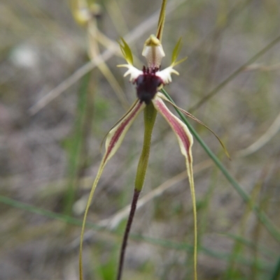 Caladenia atrovespa (Green-comb Spider Orchid) at Downer, ACT - 11 Oct 2020 by ClubFED