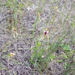 Caladenia atrovespa at Downer, ACT - 11 Oct 2020