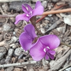 Swainsona sericea (Silky Swainson-Pea) at Mount Mugga Mugga - 9 Oct 2020 by Mike