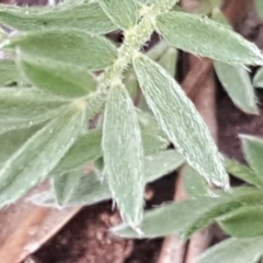 Swainsona sericea at Symonston, ACT - 9 Oct 2020 12:50 PM