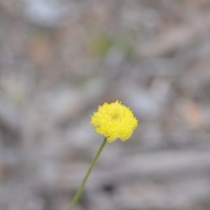 Craspedia variabilis at Kowen, ACT - 12 Sep 2020