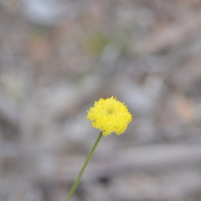 Craspedia variabilis (Common Billy Buttons) at Kowen, ACT - 12 Sep 2020 by natureguy