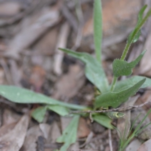 Craspedia variabilis at Kowen, ACT - 12 Sep 2020