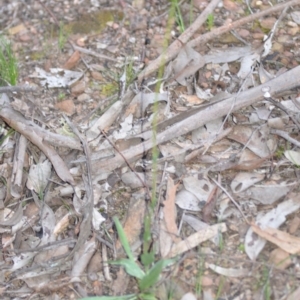 Craspedia variabilis at Kowen, ACT - 12 Sep 2020