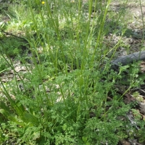 Daucus glochidiatus at Symonston, ACT - 9 Oct 2020