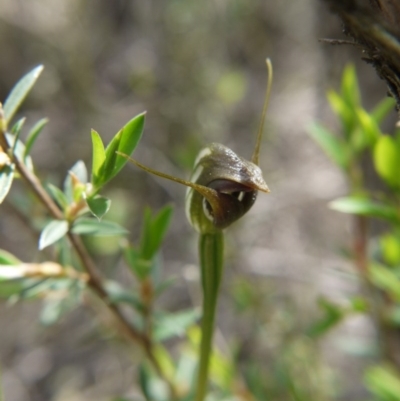 Pterostylis pedunculata (Maroonhood) at Downer, ACT - 11 Oct 2020 by ClubFED