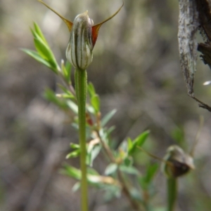 Pterostylis pedunculata at Downer, ACT - 11 Oct 2020