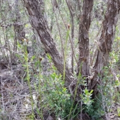 Pterostylis pedunculata at Downer, ACT - suppressed