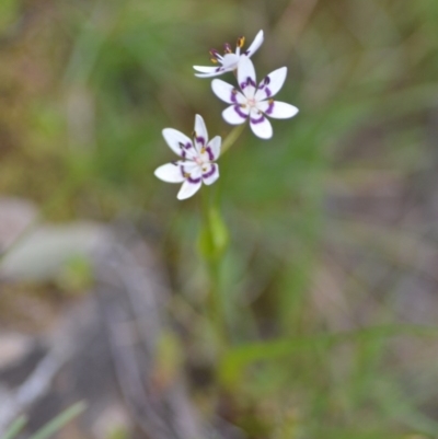 Wurmbea dioica subsp. dioica (Early Nancy) at Kowen, ACT - 12 Sep 2020 by natureguy