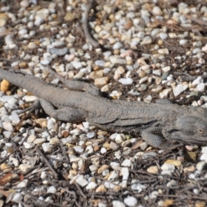 Pogona barbata at Wamboin, NSW - suppressed