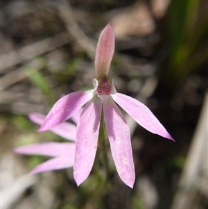 Caladenia carnea at Undefined Area - suppressed