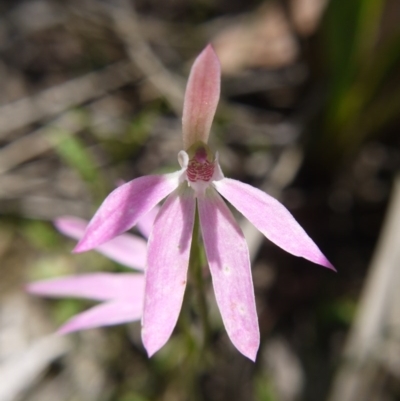 Caladenia carnea (Pink Fingers) at Molonglo Valley, ACT - 11 Oct 2020 by ClubFED