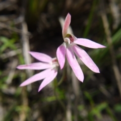 Caladenia carnea at Undefined Area - suppressed