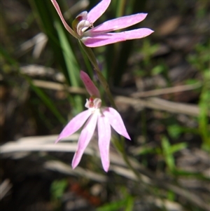 Caladenia carnea at Undefined Area - suppressed