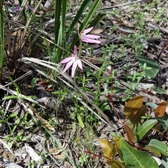 Caladenia carnea at Undefined Area - suppressed