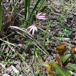 Caladenia carnea at Undefined Area - suppressed