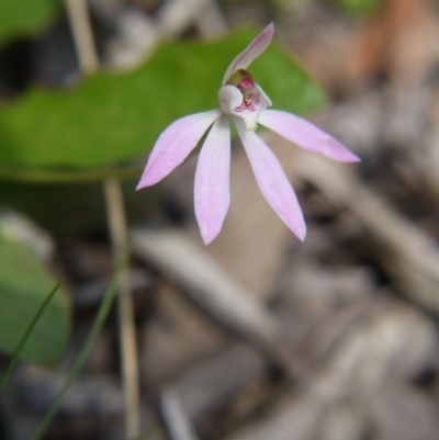 Caladenia fuscata (Dusky Fingers) at Point 5204 - 11 Oct 2020 by ClubFED