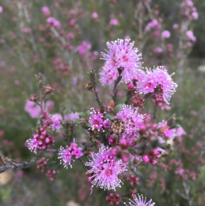 Kunzea parvifolia (Violet Kunzea) at Kambah, ACT - 11 Oct 2020 by CathyKatie