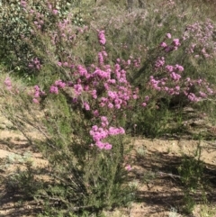 Kunzea parvifolia at Kambah, ACT - 11 Oct 2020 10:18 AM