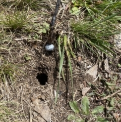 Lycosidae (family) (Unidentified wolf spider) at Namadgi National Park - 11 Oct 2020 by Tapirlord