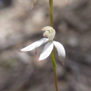 Caladenia ustulata at Downer, ACT - suppressed