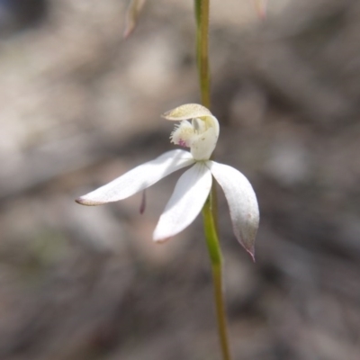 Caladenia ustulata (Brown Caps) at Downer, ACT - 11 Oct 2020 by ClubFED